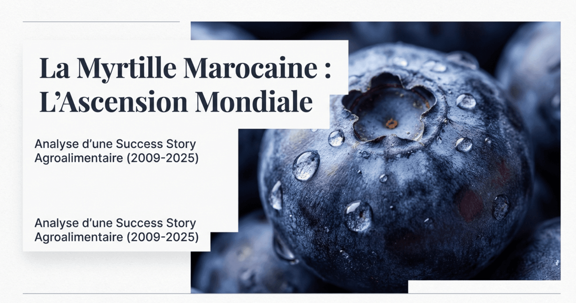 La myrtille marocaine : success story de l'export agroalimentaire 2025